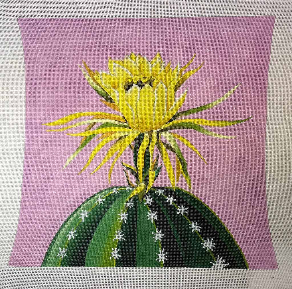 * Colors of Praise FF328 Blooming Cactus on Pink